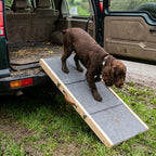 Dog Ramp Non Slip: Folding wooden dog ramp, carpeted non-slip surface, in use