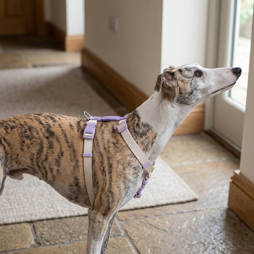 No-Pull Dog Harness with Control Handle