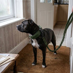 Dog Harness Lead and Collar Set: Dog collar and lead set, padded collar, shock absorbing bungee lead, Army Green