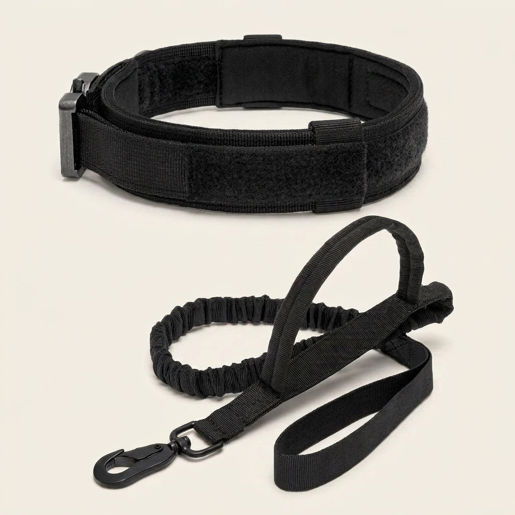 Dog collar and lead set, padded collar, shock absorbing bungee lead, Black, studio